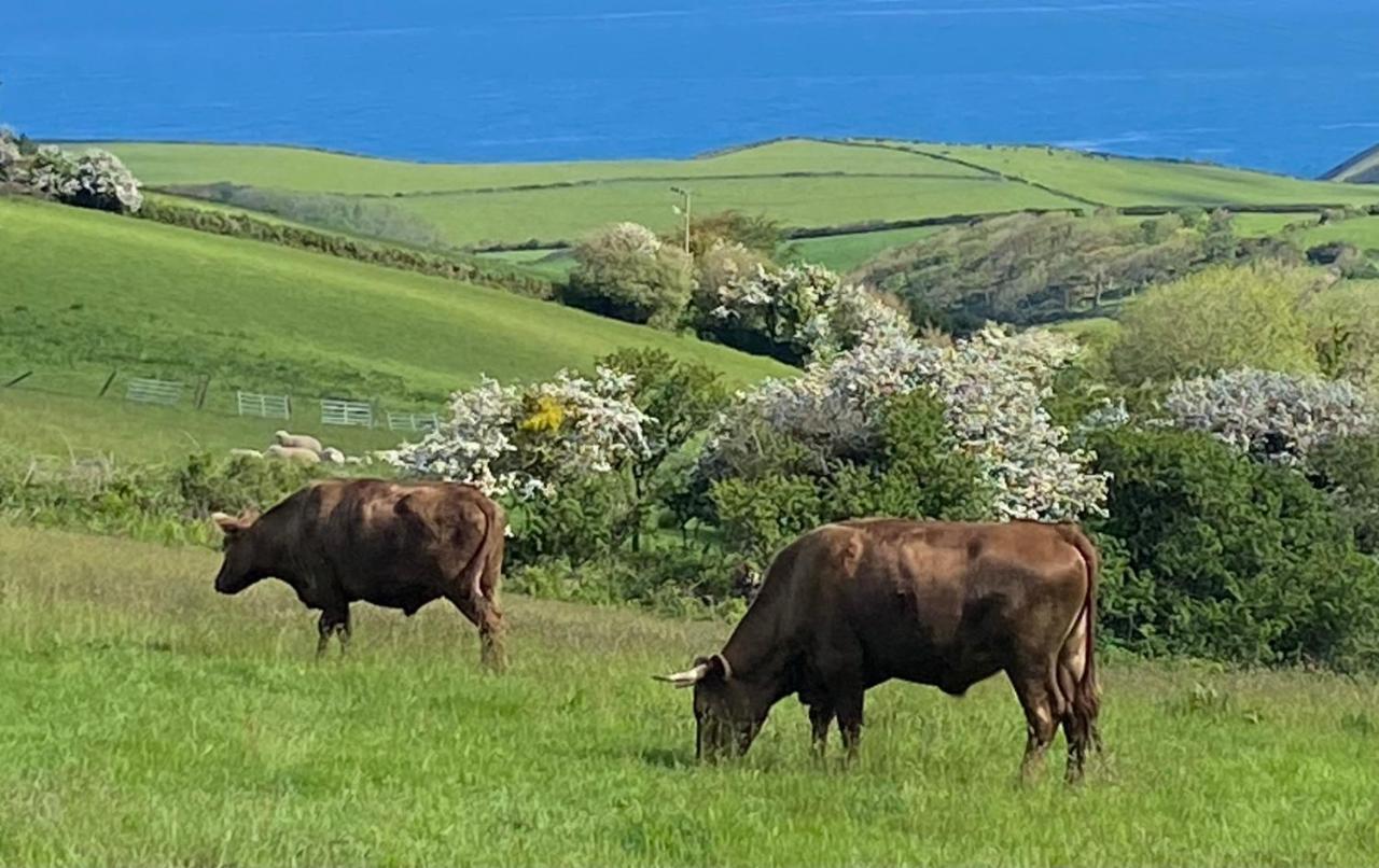 Polrunny Farm Seaberry Cottage With A Sea View And Log Burner Boscastle Exteriör bild